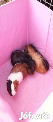 hím tengerimalacok eladók 