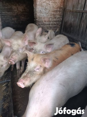 hízó, koca , malac  eladó 