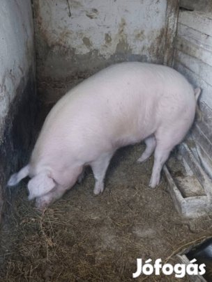 hízó disznó 