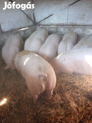 hizó eladó 120-150kgig