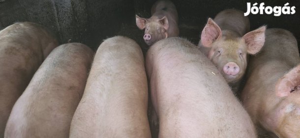 hízó eladó 150-210kg