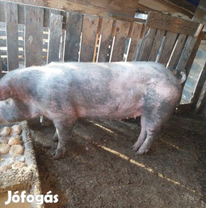 hizo eladó 180 kiló körüli  csak komoj erdekolod várok 