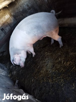 hízó eladó Kőtelek 