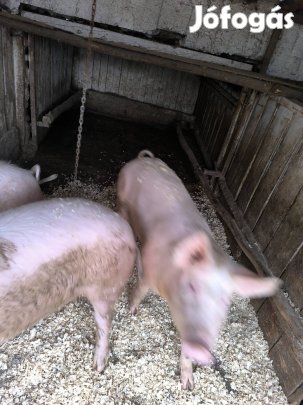 hízó eladó Szabolcsban 