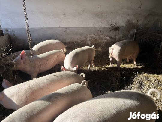 hizo hasítva eladó