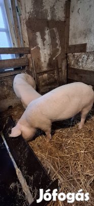 hizo koca 160000 ft 2 db.koca