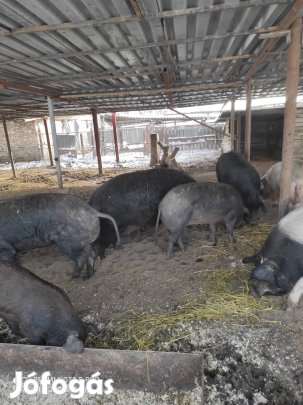 hizó mangalica durok