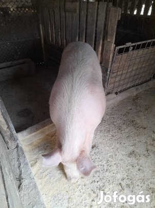 hízó nagysuju eladó 