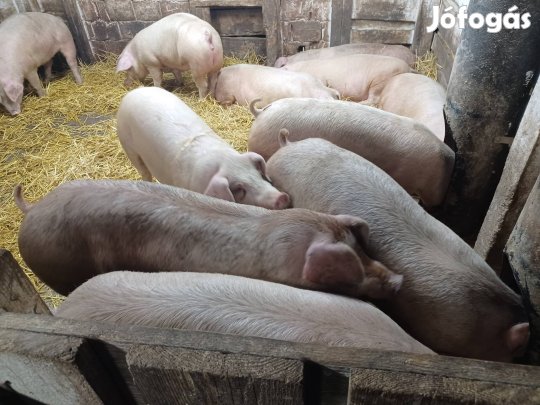 hízó sertés100kg 120 kg körüli 900ft/kg