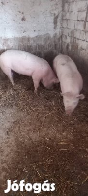 hizó sertés eladó