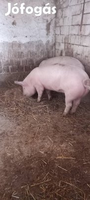 hizó sertés eladó