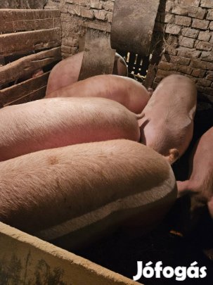 hízó sertés eladó!!