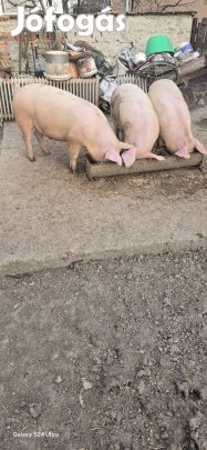 hízó van eladó 150 kg 