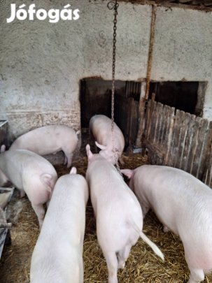 hízók 110-160kg-os eladó 