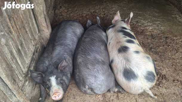 hízók eladóak akár hasitva is