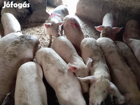 hizok eladók 100-160kg