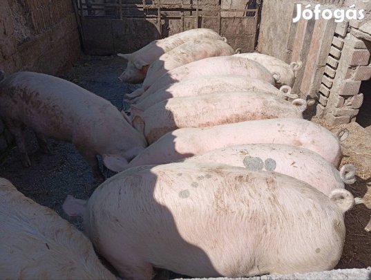 hízók eladók 10db100-130kg körüliek 750ft/kg