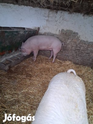 hizok eladók szedresbe 