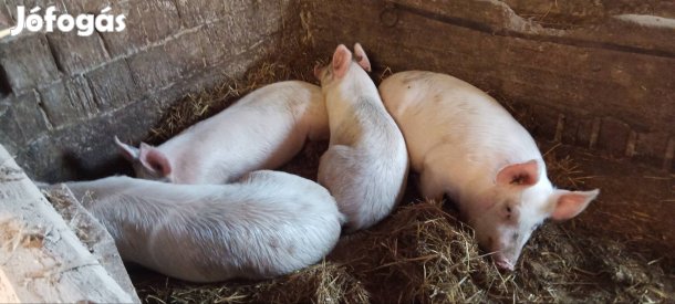 hizók és süldők eladók!