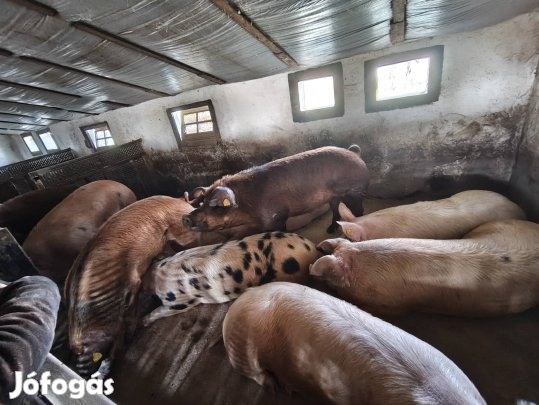 hizok malacok eladók