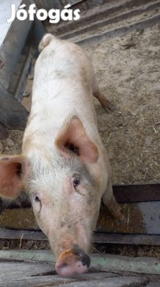 hízósertés eladó