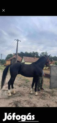 holland félvér csődör eladó 