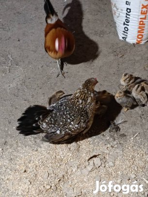 holland törpe család  13 db