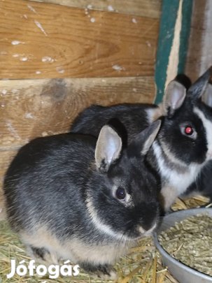 holland törpe nyuszik törpenyúl 