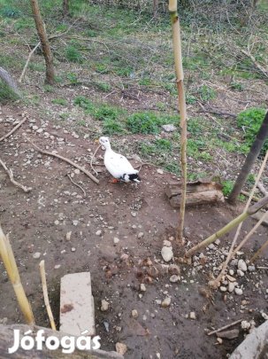 holland törpe réce tojó eladó vagy gácsért vennék 