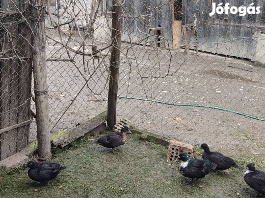 holland törperéce tojók eladók