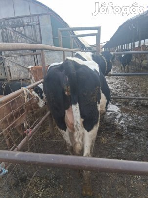 holstein friz közel ellős tehén