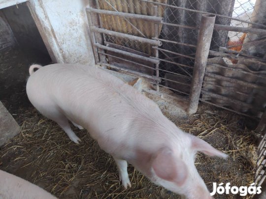 hús disznó eladó