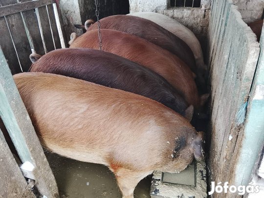 hús jellegű sertések eladók!
