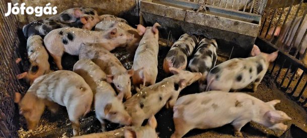 hús malacok eladók 