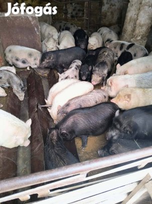 húsdísznó és csüngő keverék 