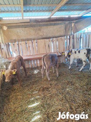 húshasznú borjak eladóak!