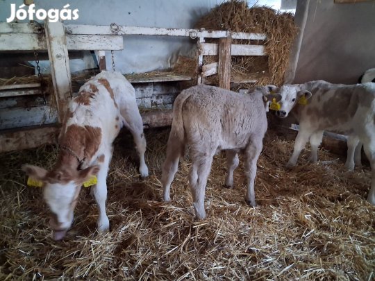 húshasznú borjak eladók 