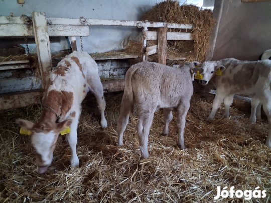 húshasznú borjak eladók