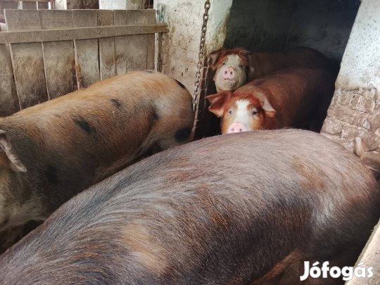 húsjellegű hízók eladók 