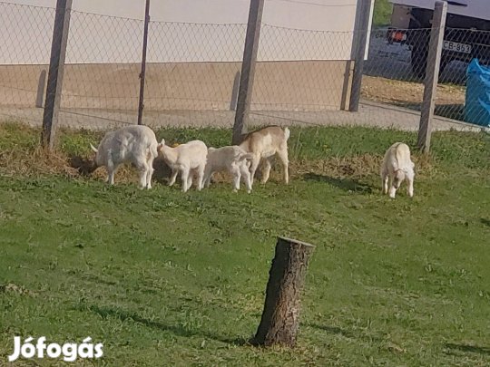 húsvétra kis kecskék lakcímet váltanának