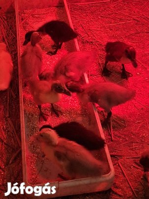 indiai futó kacsa naposan 