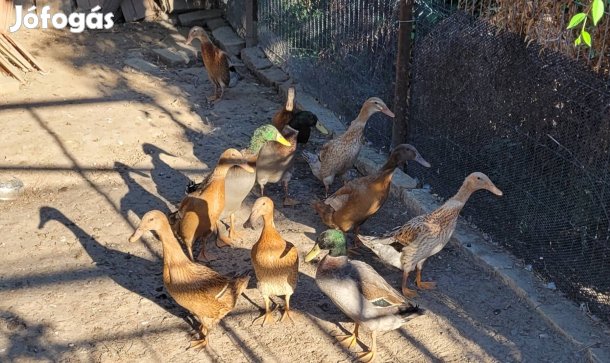 indiai futó kacsa tojás