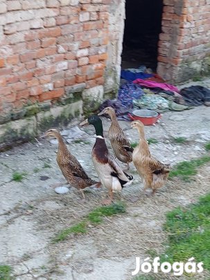 indiai futó kacsák 