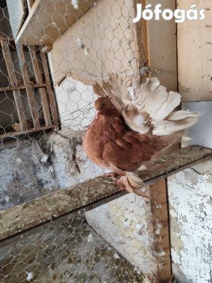 indiai pávagalambok 