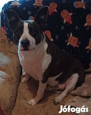 ingyen elvihető kutyus