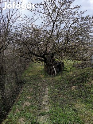 ingyen kivágható és elvihető fák 