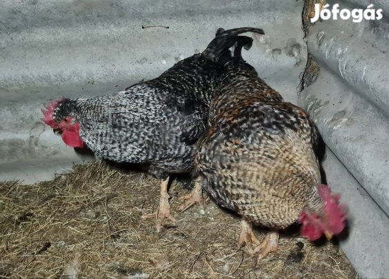 iromba tyúk tojás