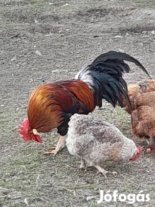 itáliai kakas eladó 