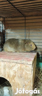 ivarérett tengerimalac 