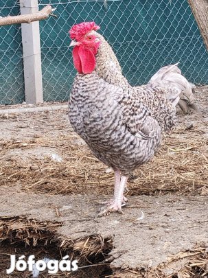 japán kakasok eladók